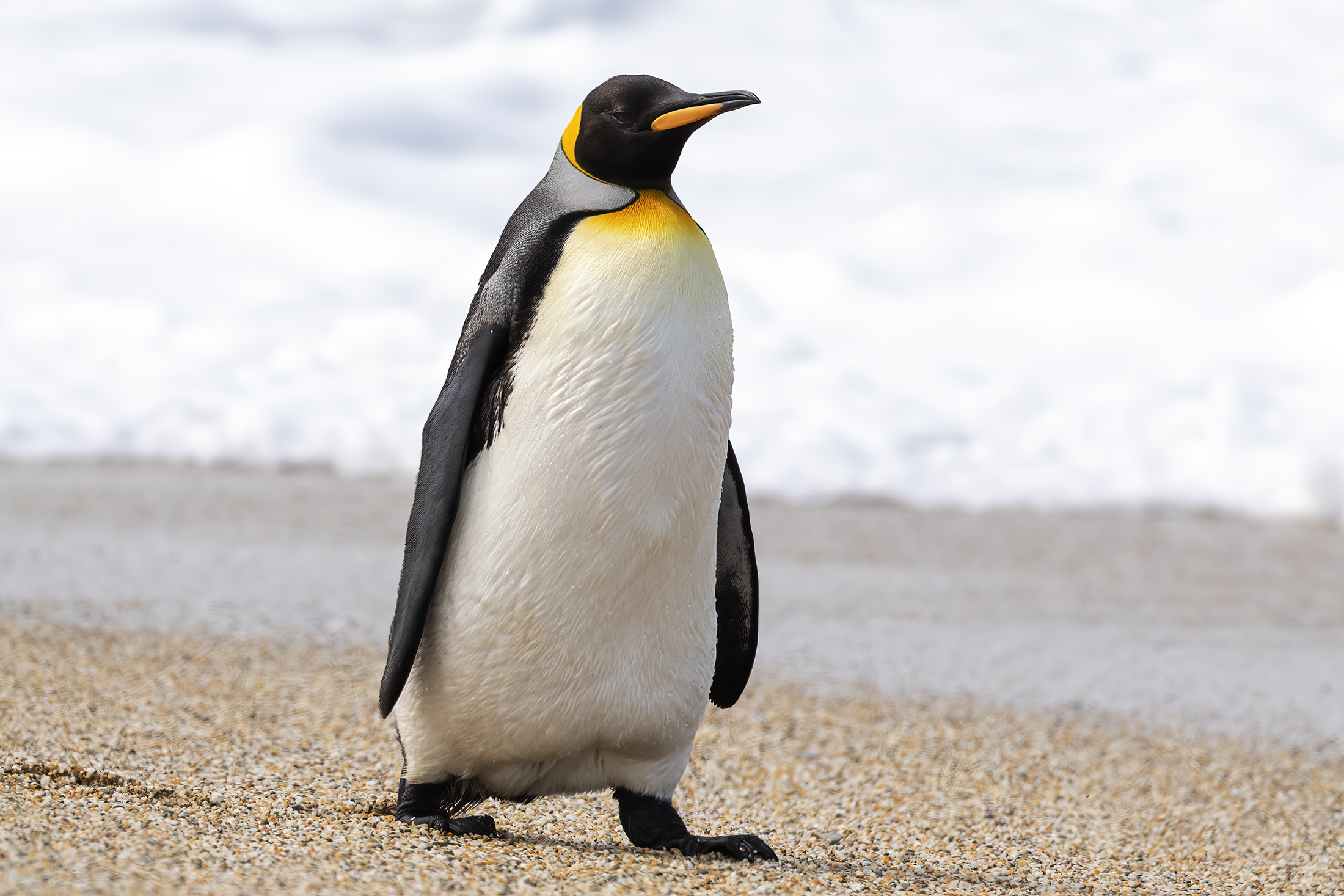 Penguin Minecraft Skin